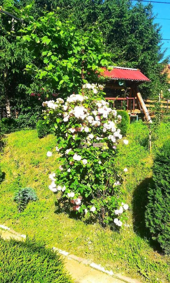 Casa Bradul Verde Bran  Zewnętrze zdjęcie